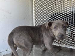 Shelter Stray Female Dog last seen Near BLOCK BONITA RD, LAMONT CA 93241, 3951 Fruitvale Ave, Bakersfield, CA 93308, USA