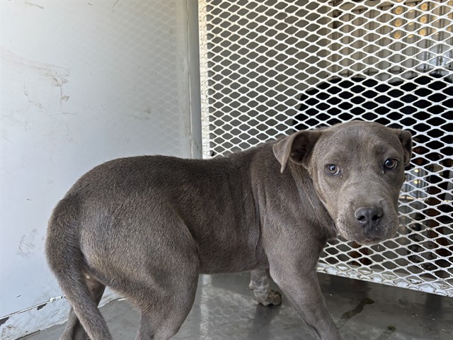 Shelter Stray Female Dog last seen Near BLOCK BONITA RD, LAMONT CA 93241, 3951 Fruitvale Ave, Bakersfield, CA 93308, USA