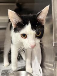 Shelter Stray Female Cat last seen , West Valley Animal Shelter, 20655 Plummer St, Chatsworth, CA 91311, USA