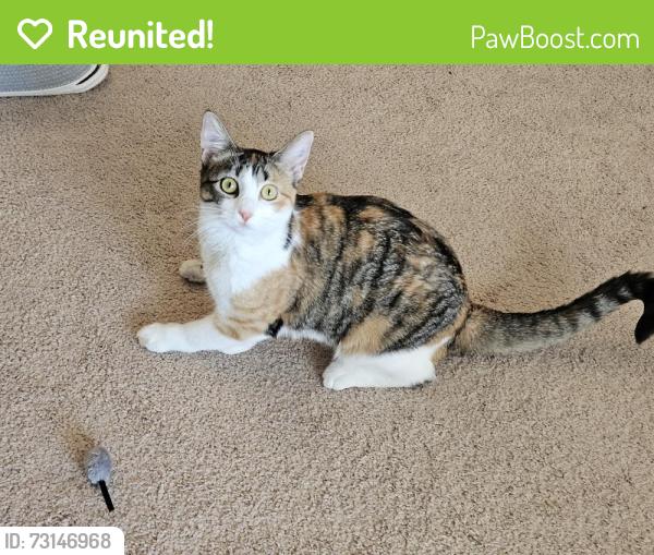 Reunited Female Cat last seen 42nd Ave and Regent, near Oromo Evangelical, Minneapolis, MN 55422