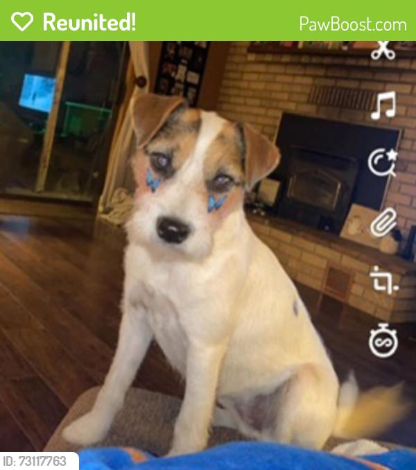 Reunited Female Dog last seen Rumble, Modesto, CA 95350
