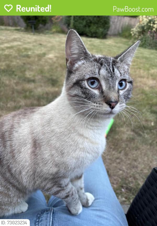 Reunited Unknown Cat last seen SE 108th and Holgate, Portland, OR 97266