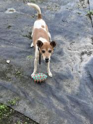 Reunited Male Dog last seen Near Southwest 118th Ave, Miami, FL 33183