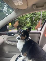Reunited Male Dog last seen Charlestown Rd by Schuler Bauer, New Albany, IN 47150