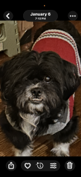 Lost Male Dog last seen Near Cannon Rd, Bedford Heights, OH 44146