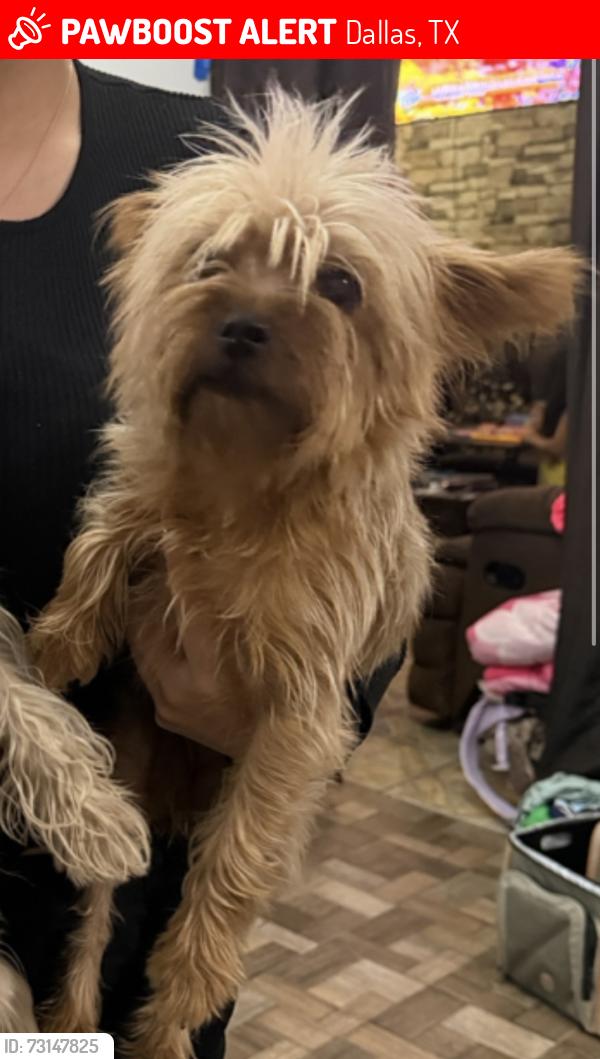 Lost Female Dog last seen Redbird/Greenspan Redbird/Polk, Dallas, TX 75232