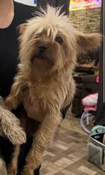 Lost Female Dog last seen Redbird/Greenspan Redbird/Polk, Dallas, TX 75232