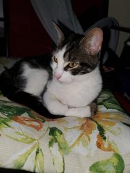 Lost Female Cat last seen Cedar lane, Norman, OK 73071