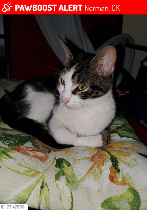 Lost Female Cat last seen Cedar lane, Norman, OK 73071