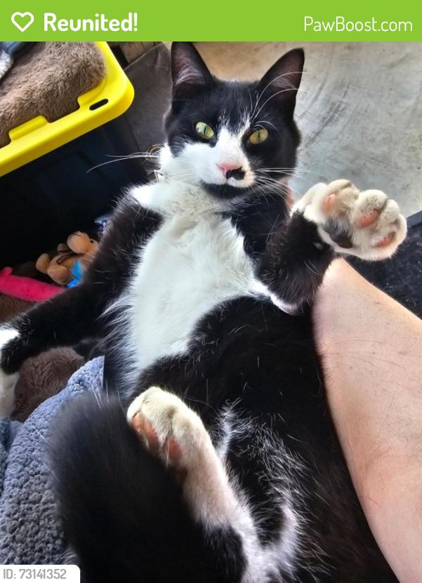 Reunited Male Cat last seen Nepessing and Church St, Lapeer, MI 48446