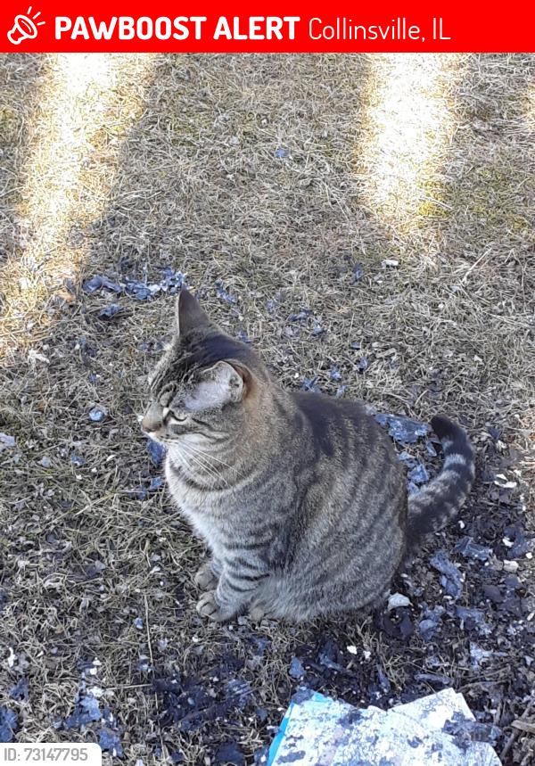 Lost Male Cat last seen Bond Ave, Collinsville, IL 62234