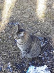 Lost Male Cat last seen Bond Ave, Collinsville, IL 62234