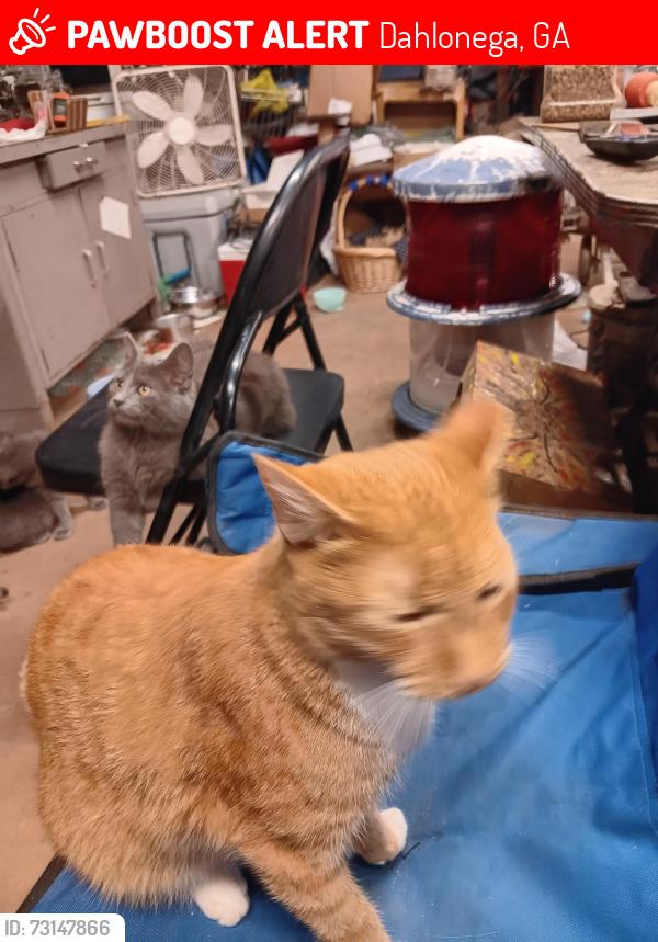 Lost Male Cat last seen Cavender ck rd, Dahlonega, GA 30533