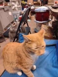 Lost Male Cat last seen Cavender ck rd, Dahlonega, GA 30533