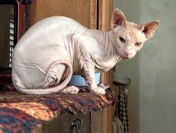 Reunited Female Cat last seen First and Roger, Tucson, AZ 85705