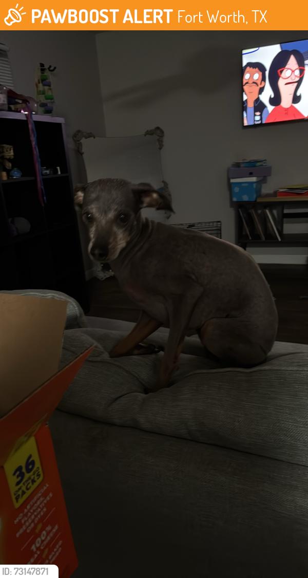 Found/Stray Female Dog last seen Cost plus grocery store, Fort Worth, TX 76115