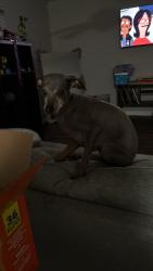 Found/Stray Female Dog last seen Cost plus grocery store, Fort Worth, TX 76115