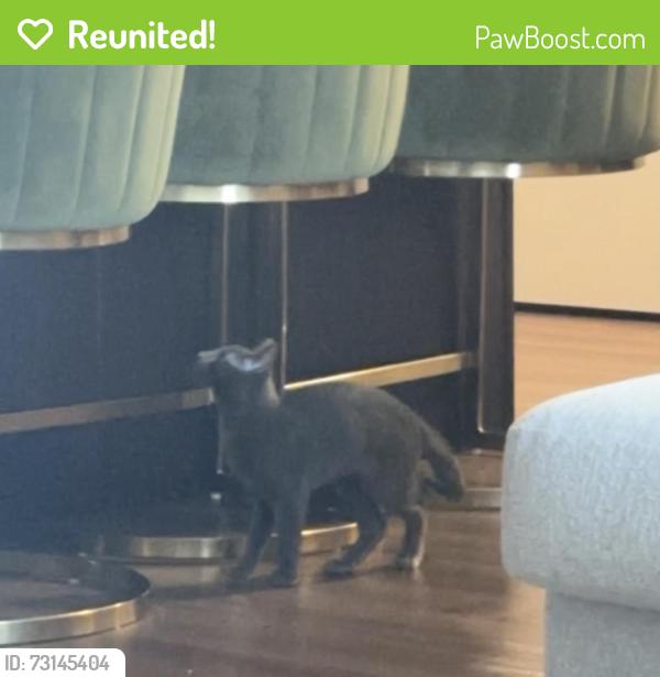 Reunited Male Cat last seen 23rd St.,24th St.,Lowry and University. The Lowry bridge, Minneapolis, MN 55418