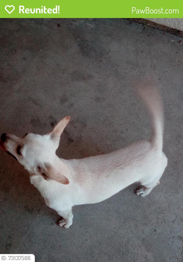 Reunited Female Dog last seen Near West country avenue 9277, Visalia, CA 93277