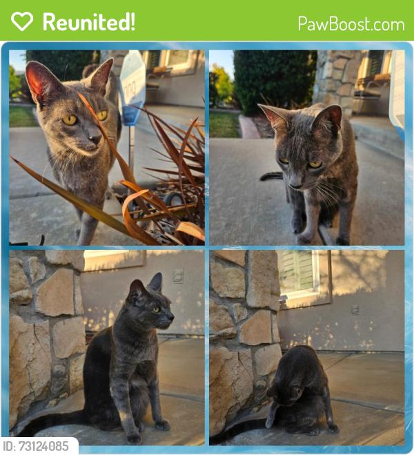 Reunited Male Cat last seen Adobe Place & Saddleback Str, Chula Vista, CA 91914