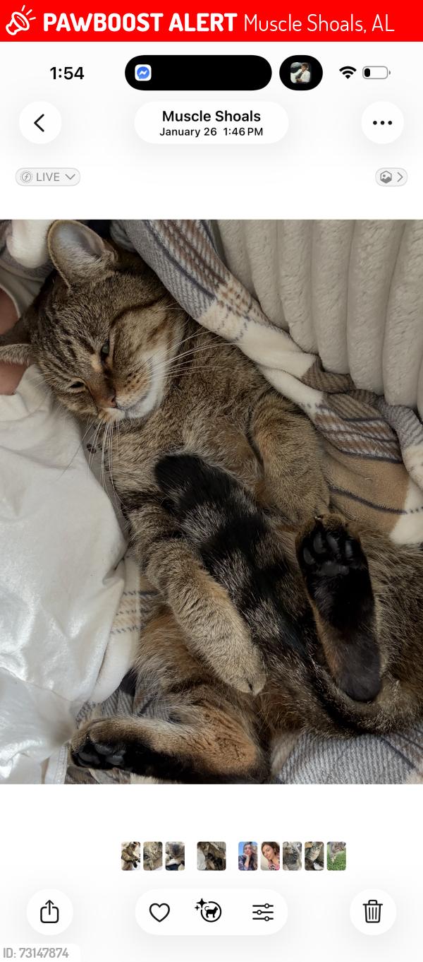 Lost Male Cat last seen Near Edison Ave., Alabama, Muscle Shoals, AL 35661