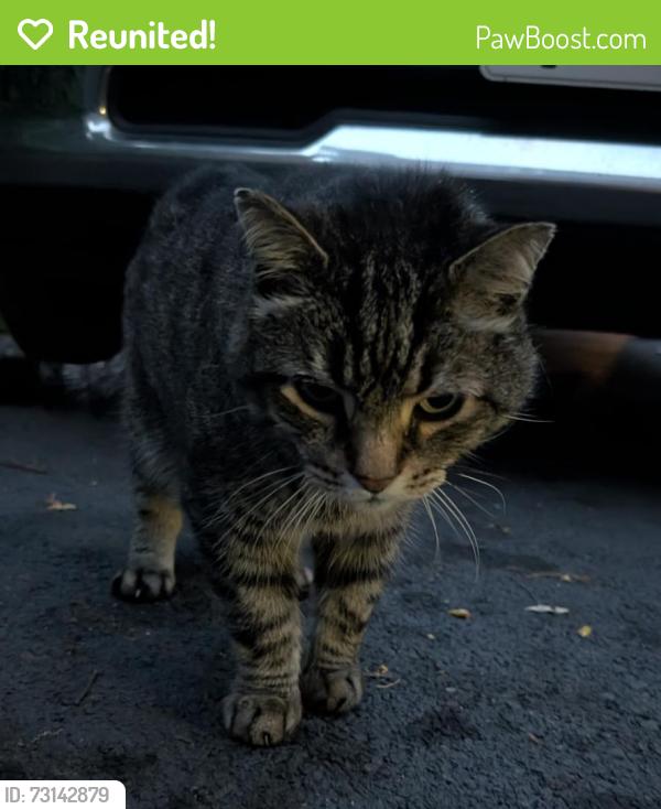 Reunited Male Cat last seen Queenston and Lake, Hamilton, ON 