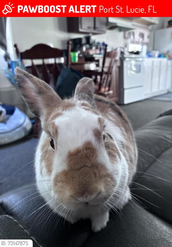 Lost Male Rabbit last seen Macedo, Port St. Lucie, FL 34983