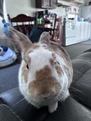 Lost Male Rabbit last seen Macedo, Port St. Lucie, FL 34983