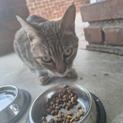Found/Stray Unknown Cat last seen Hanging out in our yard. He/she is small, maybe still a kitten, friendly, and talks a lot. Looks like he/she may have been wearing a collar that came off., Mesa, AZ 85204