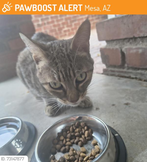 Found/Stray Unknown Cat last seen Near E. Capri Ave, Mesa, Mesa, AZ 85204