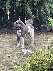 Reunited Male Dog last seen SW Nebraska St and 50th, Portland, OR 97221