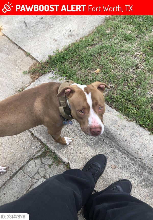 Lost Male Dog last seen Maceo & Rosedale, Fort Worth, TX 76112