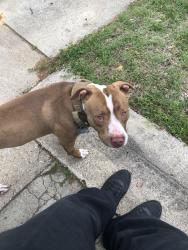 Lost Male Dog last seen Maceo & Rosedale, Fort Worth, TX 76112