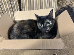 Lost Female Cat last seen first and vrain, Denver, CO 80219