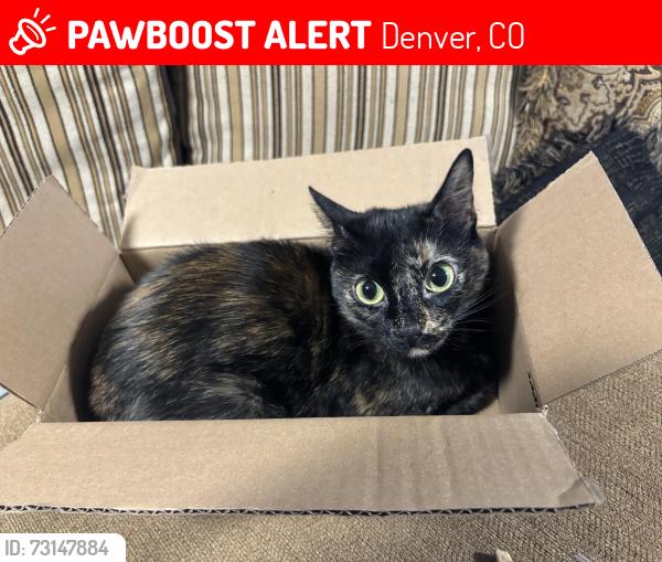 Lost Female Cat last seen first and vrain, Denver, CO 80219