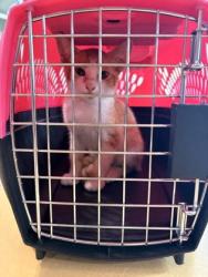 Shelter Stray Male Cat last seen Near and Cockrell Hill - near CVS, Desoto, TX, 1150 E Pleasant Run Rd, Cedar Hill, TX 75104, USA
