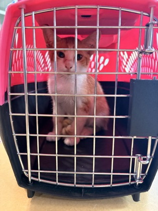 Shelter Stray Male Cat last seen Near and Cockrell Hill - near CVS, Desoto, TX, 1150 E Pleasant Run Rd, Cedar Hill, TX 75104, USA