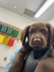 Shelter Stray Male Dog last seen Strawberry plains pike, City of Knoxville GP, TN, 3201 Division St, Knoxville, TN 37919, USA