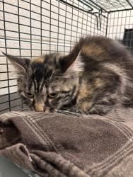 Shelter Stray Female Cat last seen Near block of shipe RD, City of Knoxville GP, TN, 3201 Division St, Knoxville, TN 37919, USA