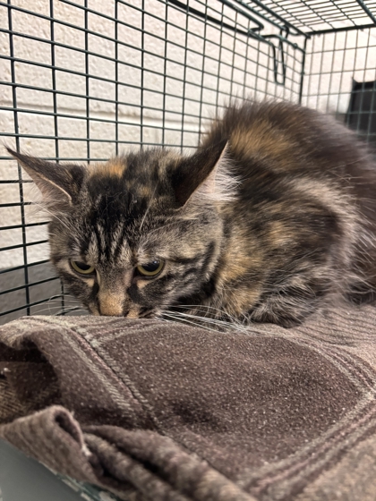Shelter Stray Female Cat last seen Near block of shipe RD, City of Knoxville GP, TN, 3201 Division St, Knoxville, TN 37919, USA