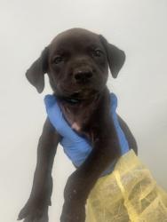 Shelter Stray Male Dog last seen , Harrison County, MS, 2615 25th Ave, Gulfport, MS 39501, USA
