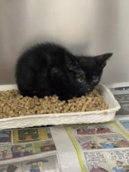 Shelter Stray Female Cat last seen Near Antietam Way, 75149, TX, 1650 Gross Rd, Mesquite, TX 75149, USA
