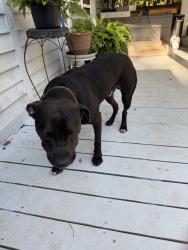 Found/Stray Male Dog last seen West Main and Lucas, Chesterfield, SC 29709