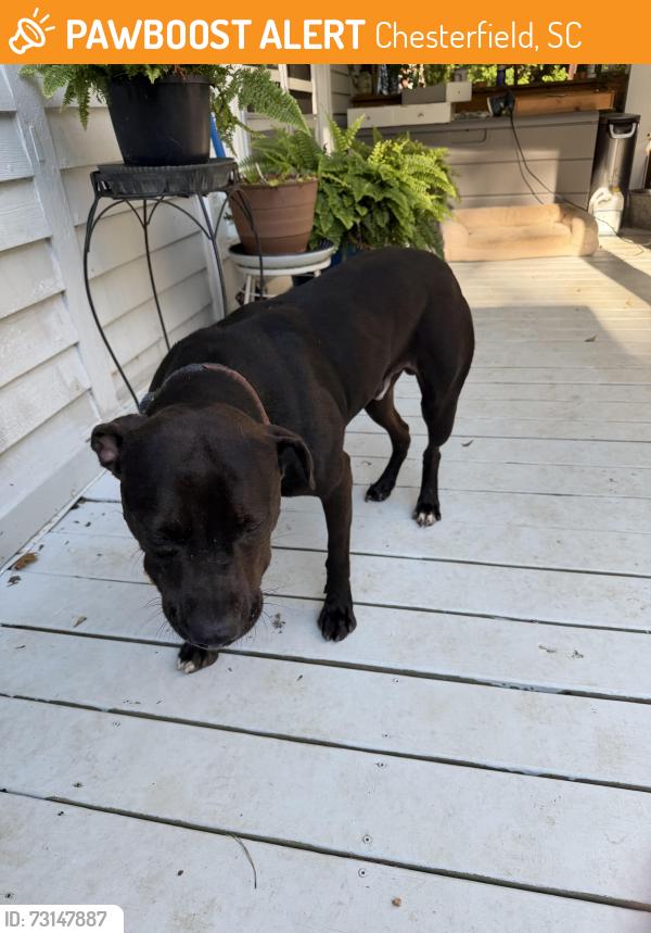 Found/Stray Male Dog last seen West Main and Lucas, Chesterfield, SC 29709