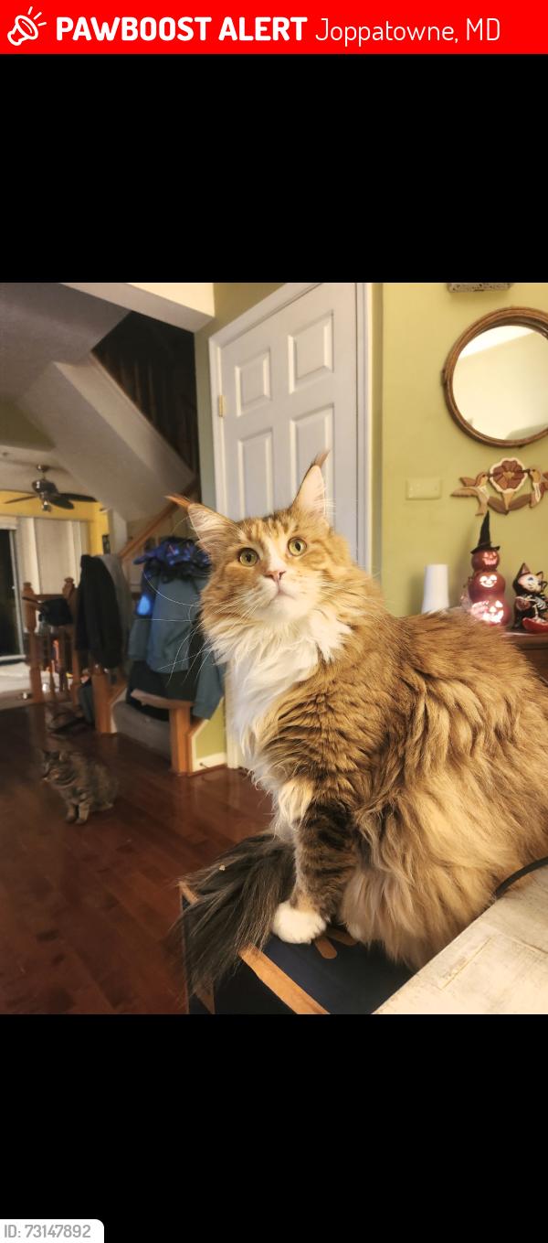 Lost Female Cat last seen cider press loop and cider press court, Joppatowne, MD 21085