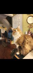 Lost Female Cat last seen cider press loop and cider press court, Joppatowne, MD 21085