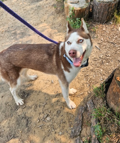 Shelter Stray Female Dog last seen Near Albanene pl, 21206, MD, 301 Stockholm St, Baltimore, MD 21230, USA