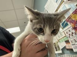 Shelter Stray Male Cat last seen Eileen ST Toledo 43615, Lucas County, OH, 827 Illinois Ave, Maumee, OH 43537, USA