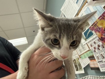 Shelter Stray Male Cat last seen Eileen ST Toledo 43615, Lucas County, OH, 827 Illinois Ave, Maumee, OH 43537, USA