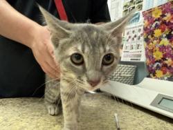 Shelter Stray Female Cat last seen Eileen ST Toledo 43615, Lucas County, OH, 827 Illinois Ave, Maumee, OH 43537, USA